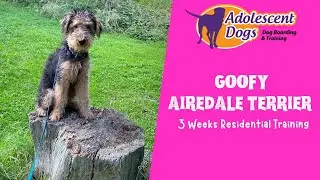 Goofy the Airedale Terrier Puppy - 3 Weeks Residential Dog Training