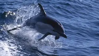 Dolphins - Čiovo Island near Split