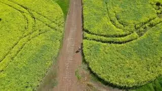 Quiet landscapes in Western Australia | Immersive drone journey over canola fields, park and quarry