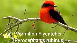 Vermilion Flycatcher[Pyrocephalus rubinus]🐦🦜🕊️ 🎵🐤❤️💖🍀🌻🌹