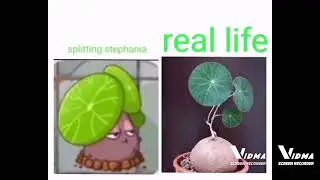 pvz chinese version new plant in real life