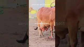 The Incredible Sahiwal Cow: A Purebred Revolution in Dairy Farming  साहीवाल गाय: