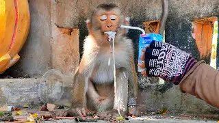 Poor new Abandoned monkey drop off by bad owner got accident by motor bike look so poor and sad