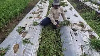 CUT WEEDS IN MINUTES! SIMPLE SHARP TOOL HACKS YOU NEED - Agriculture Farming