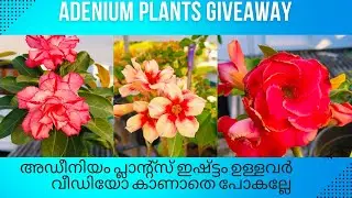 Giveaway🎆🎉അഡീനിയം പ്ലാന്റ്സ് Giveaway ആയി വേണോ? #adenium #giveaway #Adeniumgiveaway#adhisponnus 
