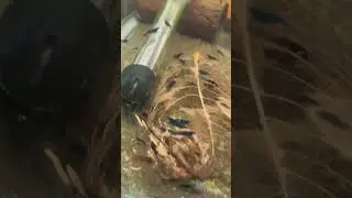 September 15, 2023 blue cherry shrimp demolishing a Indian almond leaf