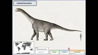 SAUROPODA.