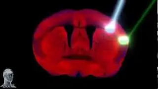 Mouse Connectome Project