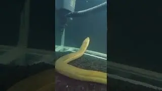 Pesona Belut dalam Aquarium