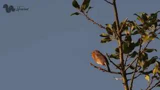 Carbon Unwind -- Coming & Going Guided Meditation