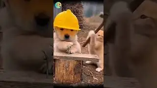 DON'T HIRE A CAT & DOG FOR THE SAME JOB