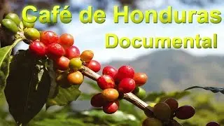 Café de Honduras Historia Regiones Geográficas y Variedades de Cafe  Documental Completo