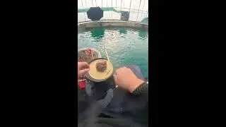 The target is to catch 100 fish. Do you think I can make it?