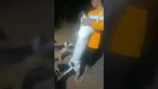 🥷COBRA RACING CLUB 🚀 #doglovers #greyhound #love #greyhoundlove #tracking #trendingshorts