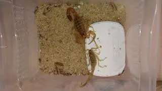 Leiurus quinquestriatus mating