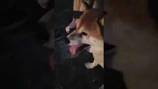 Anxiety watching fireworks. #shibainu #dogofinstagram #Dog #anxiety #fireworks #chibi
