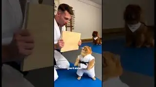 CAT IMPRESSING AT KARATE CLASS #cat #funny #viral #trending