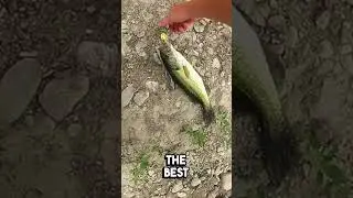 Poppers #bassfishing