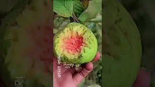 hamare bag ka taza amrood#youtube#sort#virel#vedio#...✌🏻☺️🥰🙆🏻&hearts;️🤟🏻😎👌🏻👌🏻😋😋😋🤤🤤