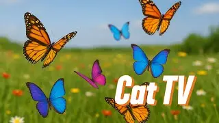 Cat TV Flying Butterflies Adventure | Cat TV for Hunting Fun !!