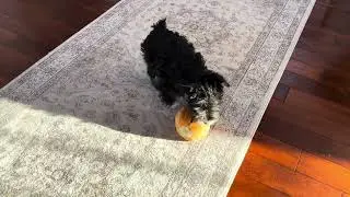 Prancer the Mini Schnauzer loves her puppy toys!