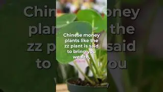 🌿Chinese Money Plant Care Tips 🪴 #houseplants #plants #nature #garden  #plantcare #flowers