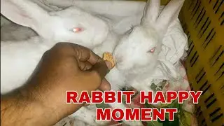 Rabbit Happy Moment 💖💖