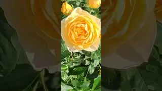 Желтые солнышки Дэвида Остина-Грехам Томас и Жена Поэта