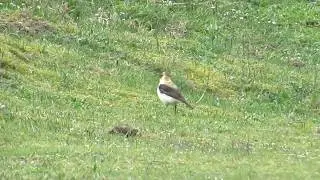 Eastern Black-eared Wheatear -  Oostelijke Blonde Tapuit - Will Schep.