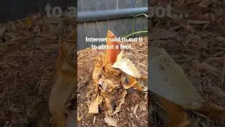 Will my banana tree survive a Wisconsin winter? #gardentips #bananatree #wisconsingardener #zone5