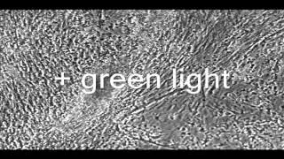 Muscle control by light-activated induced motor neurons