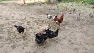 ovos de bal&atilde;o sertanejo gsb 20 rs unidade