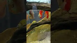 beautiful colorful discus fish #subscribe #aquarium #fishkeeping #myshorts #discusfish