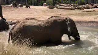 Reid Park Zoo - Elephant playing in the water.