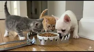 Will the cat fall into the trap in the future #shorts