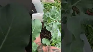 Is composting in place a win?
