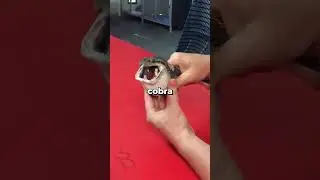Voc&ecirc; N&atilde;o Vai Acreditar O Que Saiu Dessa Cobra 🤯 #shorts #animais #interessante