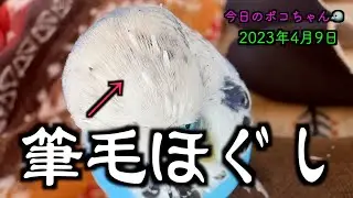 換羽期後半戦!!ツクツクいっぱいほぐしてもらいうっ鳥〜〜〜なインコ👍🦜【しゃべるインコ】今日のポコちゃん🐦2023-4-9