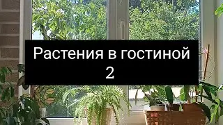 растения в гостиной 2 часть