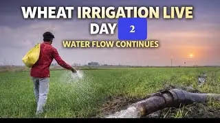 Wheat Irrigation LIVE – Day 3 💧 પાર્ટ 3| આજે તબીજાં દિવસે પણ ઘઉં માં પાણી | Farmer Life