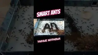 Умные муравьи! #alexboyko #ants #smartants
