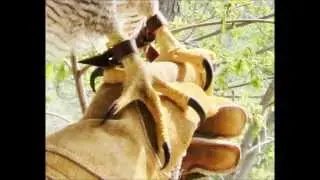 Goshawk breeders and Babies