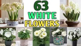 63 Best White Flower Plants for Container and Garden | White Flower Plant Types | Plant and Planting