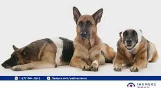 Farmers Pet Insurance - Street Smarts