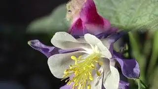 Help MNA Grow - The Native Medicinal Garden