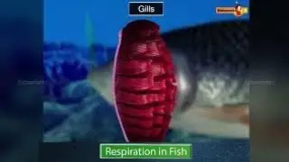 Respiration in Fish  ||Full Concept learning ||With Animation