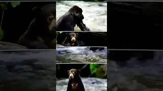 Dramatic Helicopter Rescue: Baby Bear Saved by Gorilla Hero #wildliferescue  #animals