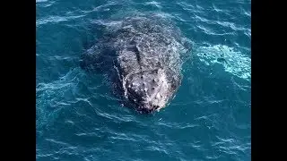 A Friendly Humpback Whale Watches Passengers on Spirit of Gold Coast!
