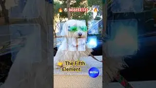 🔥🐶 MALTESE 🐶🔥