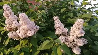 Ногти😊/ Дача😎/ Новый процесс😉